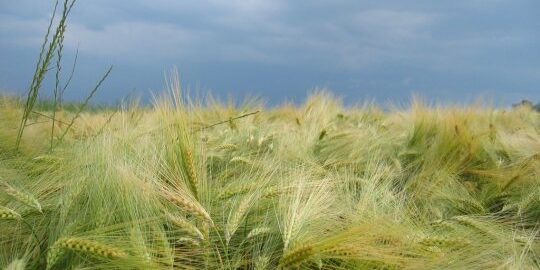 toldot fourberie homme champs