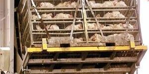 zoglobek label cacherout maintenu