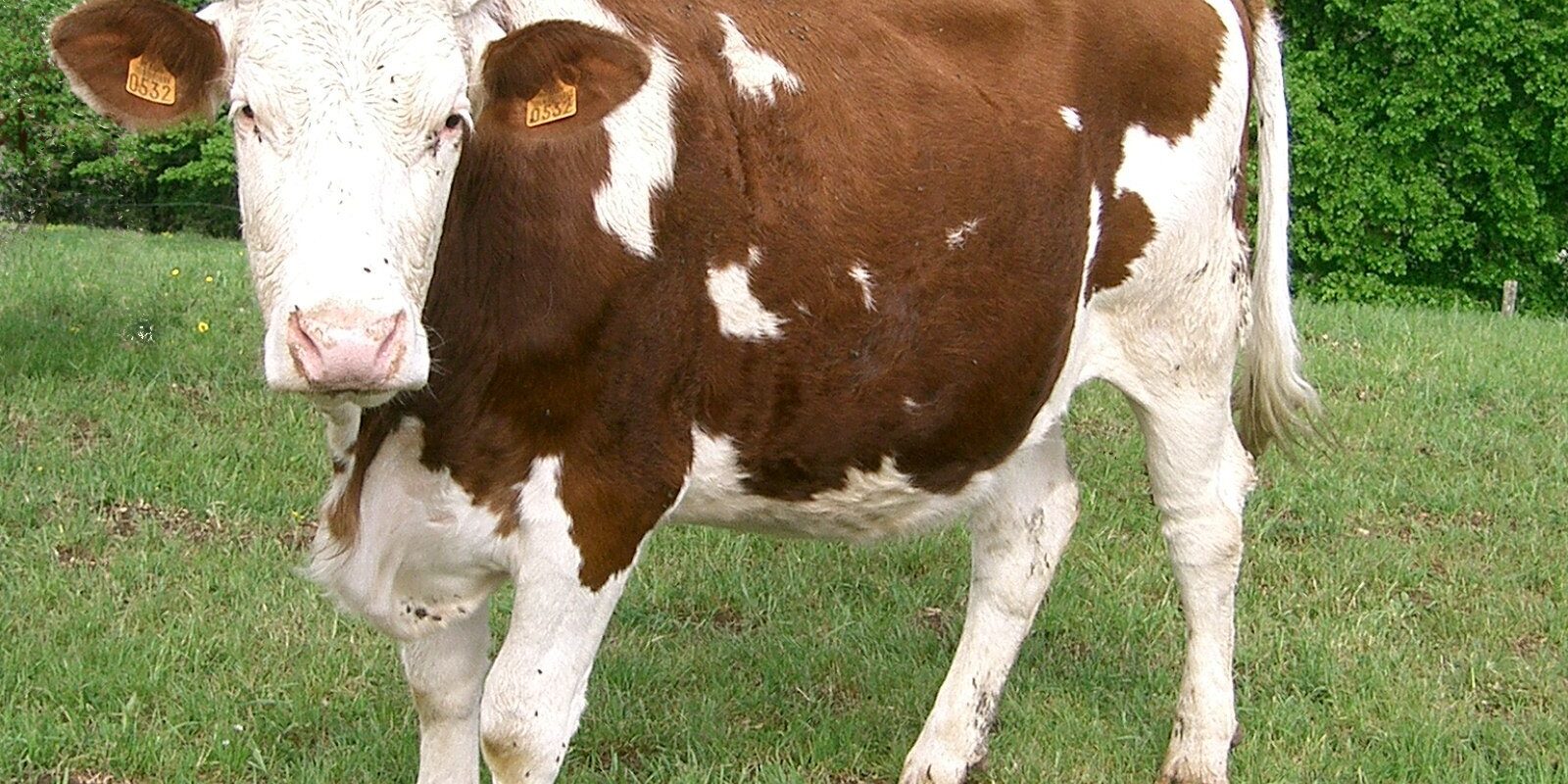 cheh ita danemark réactions communautés juives musulmanes