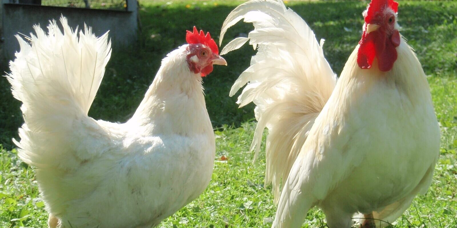 poule blanche poule noire