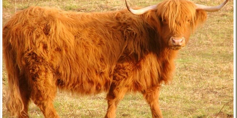 parabole semaine parachat para