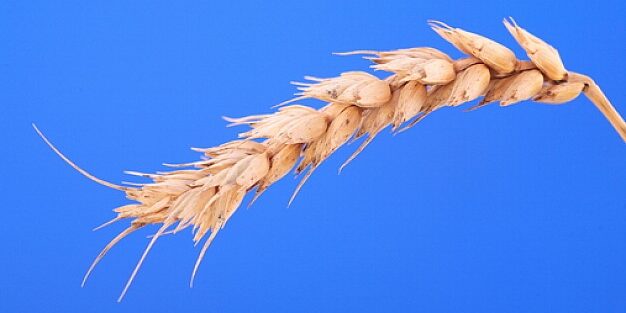 omer impureté pureté